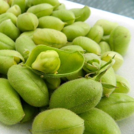 Semillas de Garbanzo (Cicer arietinum) | 1,85 €