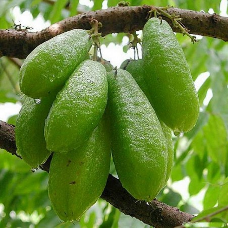 Bilimbi, Cucumber Tree Seeds (Averrhoa bilimbi) | 3.50 €