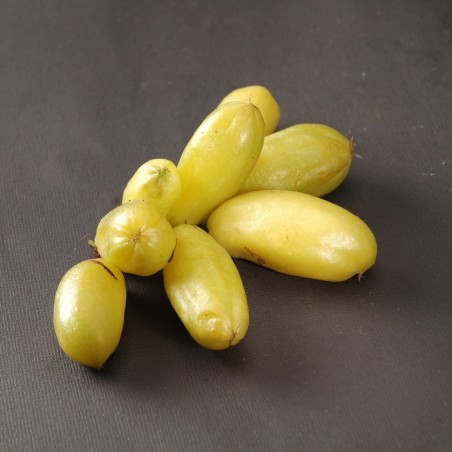 Bilimbi, Cucumber Tree Seeds (Averrhoa bilimbi) | 3.50 €