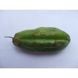 Semi di albero di cetriolo, Bilimbi (Averrhoa bilimbi) 3.5 - 2