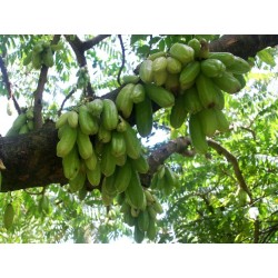 Bilimbi, Cucumber Tree Seeds (Averrhoa bilimbi) 3.5 - 3