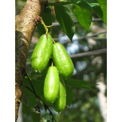 Gurka träd frön, Bilimbi (Averrhoa bilimbi) 3.5 - 4