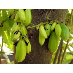 Semi di albero di cetriolo, Bilimbi (Averrhoa bilimbi) 3.5 - 5