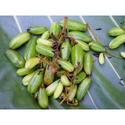 Σπόροι Bilimbi Αγγουρόδεντρο (Averrhoa bilimbi) 3.5 - 6