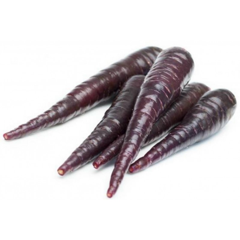 Semillas de zanahoria gigante Purple Dragon 1.55 - 8