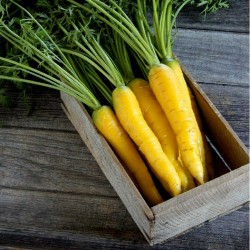 Giant Yellow Carrot Seeds 1.5 - 2