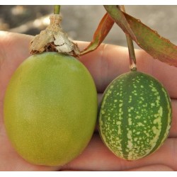 Frö av Passionsblomma (Passiflora maliformis) 1.7 - 1