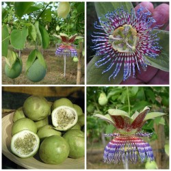 Frö av Passionsblomma (Passiflora maliformis) 1.7 - 2