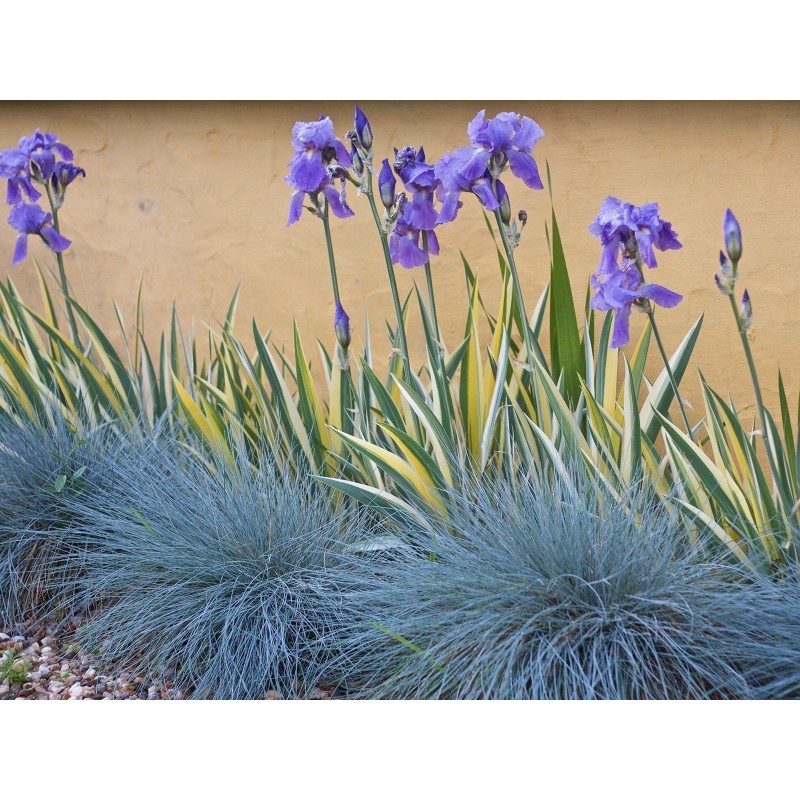 Blue Grass Seeds Festuca Glauca Intense Blue