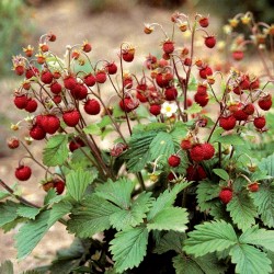 Άγρια Φράουλα Σπόροι ‘’RUGIA’’ (Fragaria vesca) 2.5 - 1