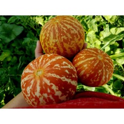 Semi di Melone Tigre Dall'Armenia 2.95 - 5