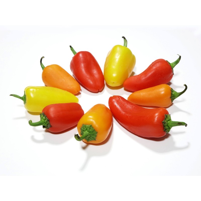 Σπόροι Τσίλι - πιπέρι SANTA FE GRANDE - GUERO 1.55 - 6