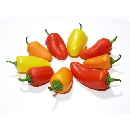 Hot Chilli Pepper Seeds SANTA FE GRANDE - GUERO | 1,55 €
