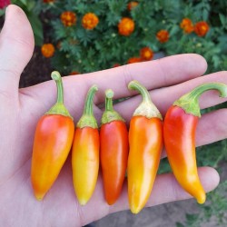 Hot Chilli Pepper Seeds SANTA FE GRANDE - GUERO 1.55 - 5