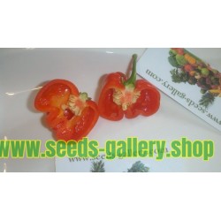 Habanero Senegal Seeds