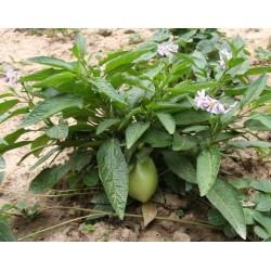 Pepino Dulce, Melon Pear Seeds (Solanum muricatum) 2.55 - 5
