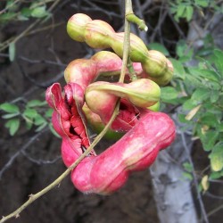 Sementes de Tamarindo de Manila (Pithecellobium dulce) 2.5 - 2