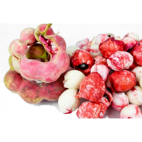Manila Tamarind Seme (Pithecellobium dulce) | 2,50 €