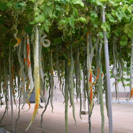 SNAKE GOURD Seeds (Trichosanthes cucumerina) | 2,35 €