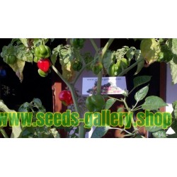 Habanero Senegal Samen (Capsicum chinense)