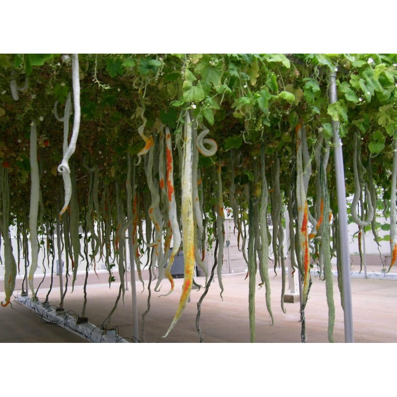 Graines de Courge Serpent - Patole (Trichosanthes Cucumerina) | 2,35 €