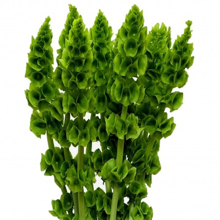 Semillas Campanas de Irlanda (Moluccella laevis) | 1,75 €