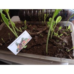 Pepparrotsrötter / plantor, klara för plantering 3.25 - 4