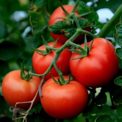 Tomato Novosadski Jabucar 50 seeds 1.5 - 1