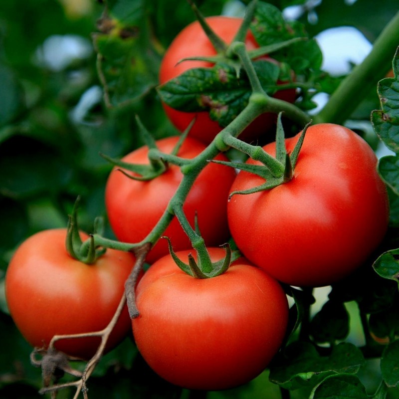 Sementes de tomate Novosadski Jabucar 50 sementes 1.5 - 1