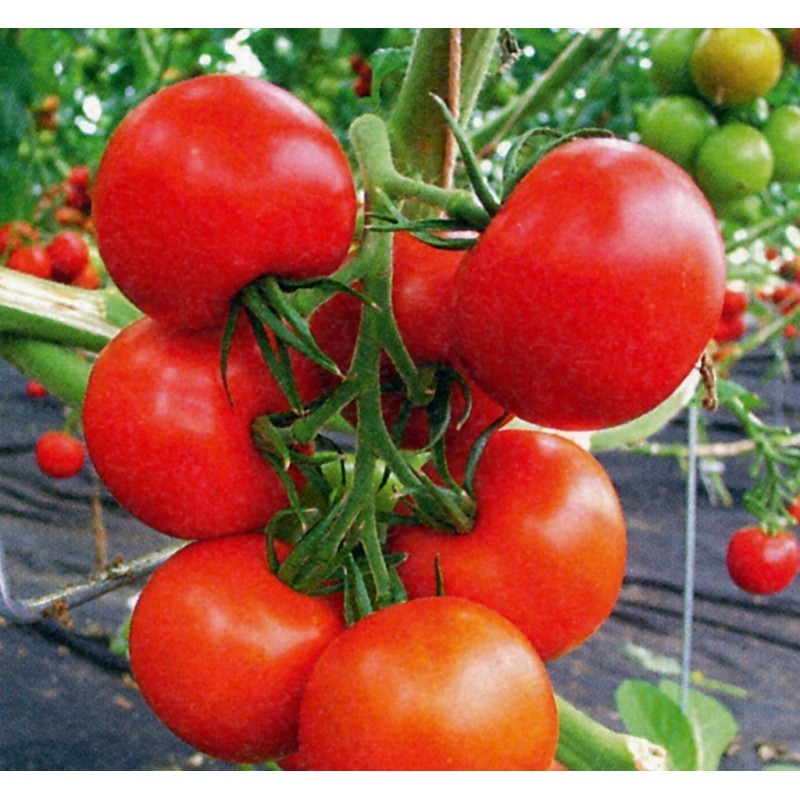 Semi di Pomodoro Novosadski Jabucar 50 semi 1.5 - 2