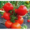 Semi di Pomodoro Novosadski Jabucar 50 semi 1.5 - 2