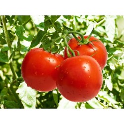 Sementes de tomate Novosadski Jabucar 50 sementes 1.5 - 3