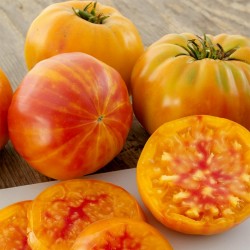 Semillas de tomate BIG RAINBOW 2.5 - 4