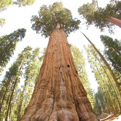 Sementes de Sequoia-gigante Bonsai 2.35 - 1