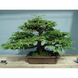 Sekvoja Seme (Sequoiadendron giganteum) 2.35 - 3