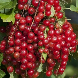 Ribes rubrum Red Currant Berry Bush Seeds by Robsrareandgiantseeds UPC0764425789062 Non-GMO,Organic,USA Grower,Bonsai,Fruit,Rapid-Growing,Wine,Jam,Perennial,1223 Package 15 Seeds