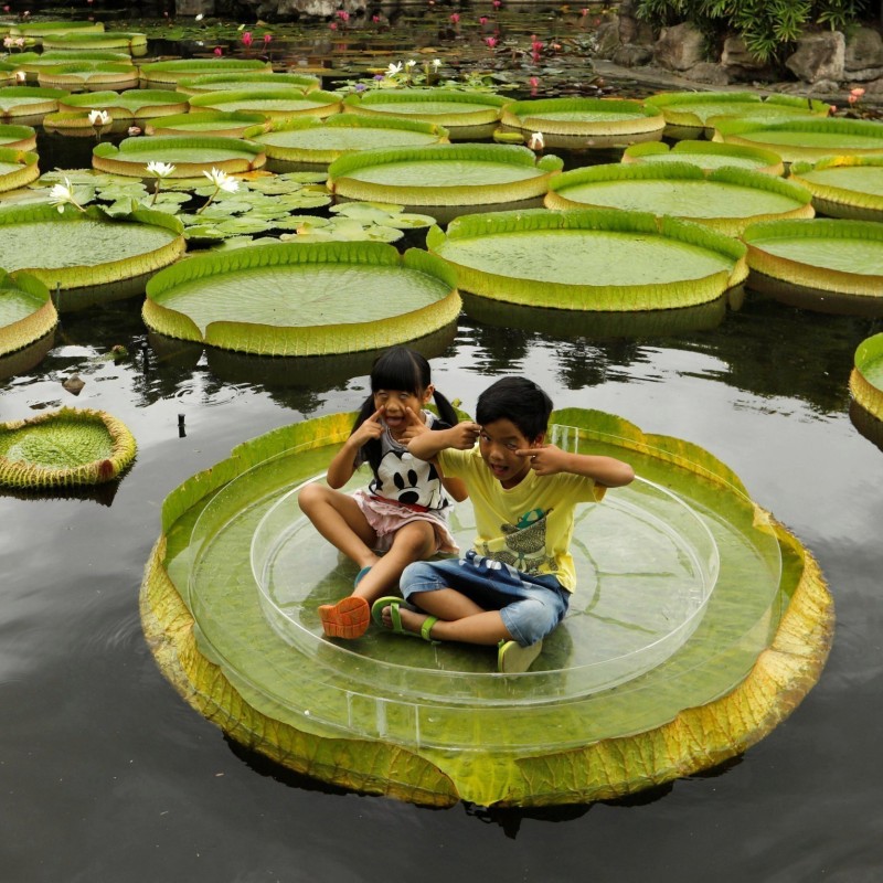 Semi di Giglio D'ACQUA GIGANTE - Lotus (Victoria amazonica) 2.25 - 11