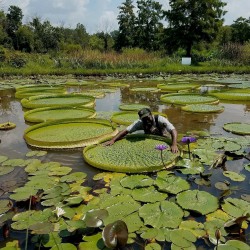Giant Water Lily Lotus Seeds (Victoria amazonica) 2.25 - 10