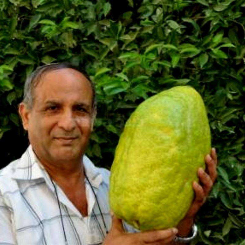 Giant Citron Frön 4 kg frukt (Citrus medica Cedrat) 3.7 - 1