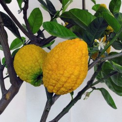 Giant Citron Frön 4 kg frukt (Citrus medica Cedrat) 3.7 - 2