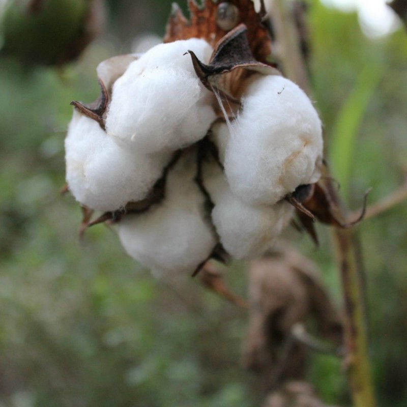 250 Samen Echte Baumwolle Gossypium herbaceum Baumwollpflanze 