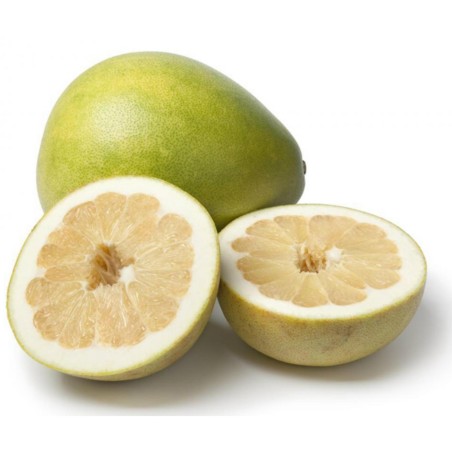 Pompelmus-Pomelo Frön (Citrus maxima) | 1,95 €