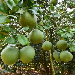 Pomelo Samen (Citrus grandis) Frosthart 1.95 - 1