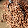 “Pinto” Bean Seeds (Phaseolus vulgaris) 2 - 2