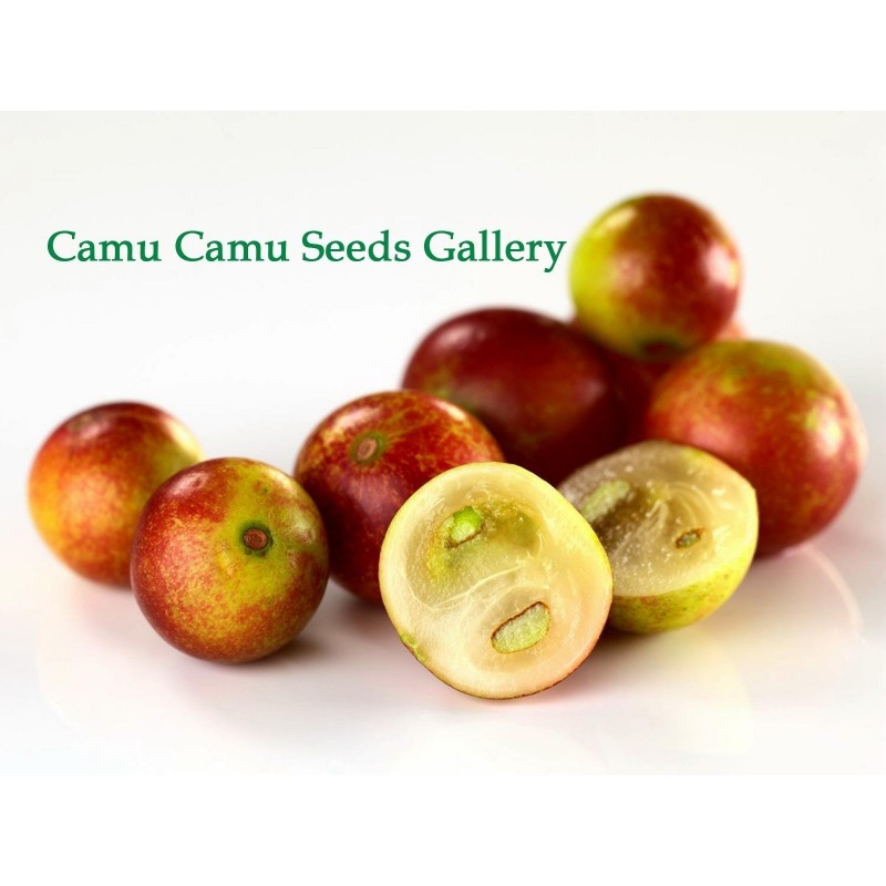 Sementes de Camu Camu (Myrciaria dubia) 4.5 - 1