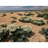 Echte Meerkohl Samen (Crambe maritima) | 1,95 €