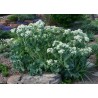 Semi di CAVOLO MARINO (Crambe maritima) | 1,95 €