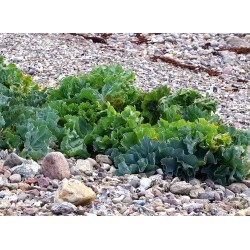 Sea kale, Sea cole, Seakale Seeds (Crambe maritima) 1.55 - 5