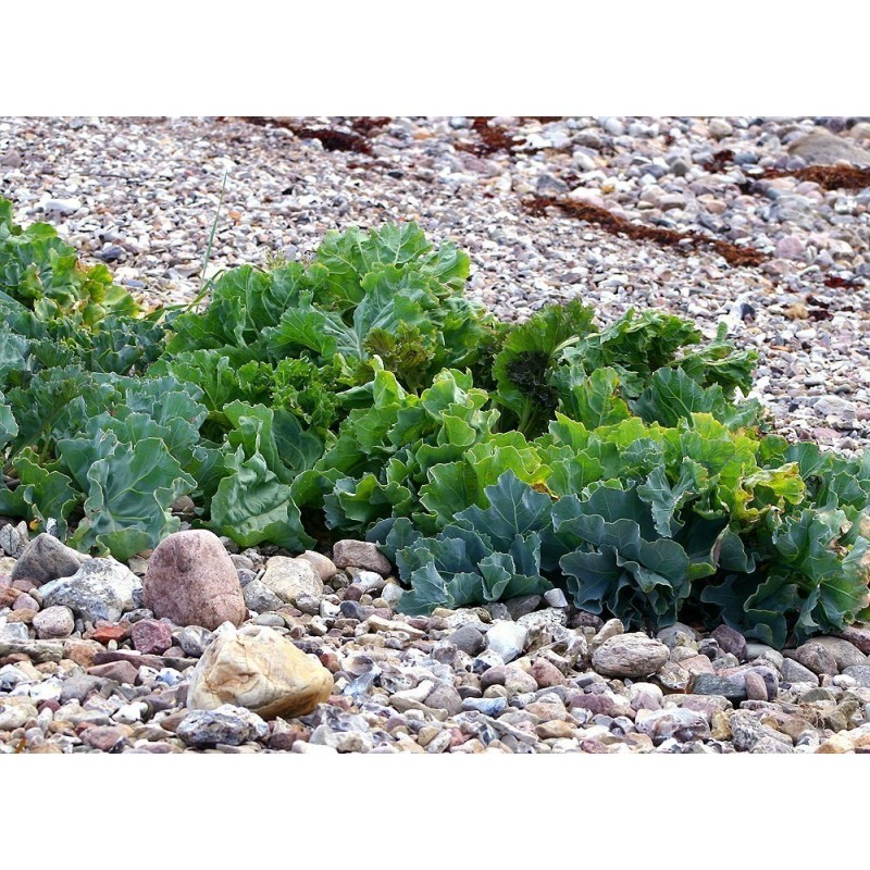 Echte Meerkohl Samen (Crambe maritima) | 1,95 €