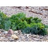 Echte Meerkohl Samen (Crambe maritima) | 1,95 €